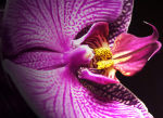 Orchid giclee art print
