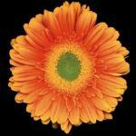 Harold Feinstein art print