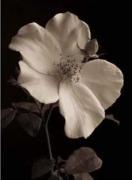 Sondra Wampler art print