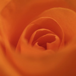 Rose art print