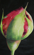 Rose bud on Black giclee art print