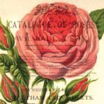 Scaletta art print