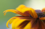 Rudbeckia waves giclee art print