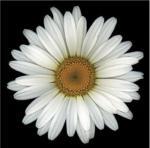 Harold Feinstein art print