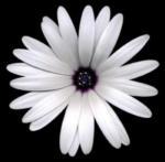 Harold Feinstein art print
