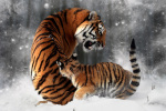 Tigers in the Snow giclee art print