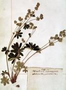 Jean Jacques Rousseau art print
