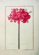Amaryllis Sarniensis giclee art print