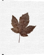 Erin Rafferty art print - Autumn Leaf I poster