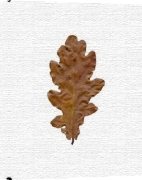Erin Rafferty art print - Autumn Leaf II poster