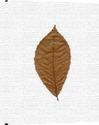Erin Rafferty art print - Autumn Leaf III poster