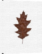 Erin Rafferty art print - Autumn Leaf III poster