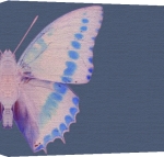 Erin Rafferty art print - Butterfly 1 poster