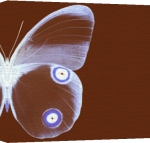 Erin Rafferty art print - Butterfly 2 poster