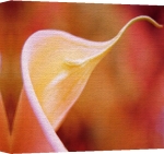 Erin Rafferty art print - Calla Lilly poster