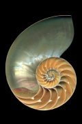 Harold Feinstein art print