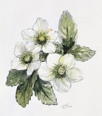 Nellie Irene Hill art print