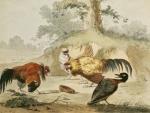 Melchior De Hondecoeter art print