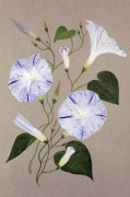 Convolvulus Cneorum giclee art print