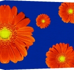 Erin Rafferty art print - Crazy Daisies poster