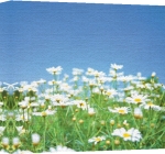 Erin Rafferty art print - Daisy Field poster