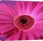 Erin Rafferty art print - Daisy I poster