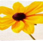 Erin Rafferty art print - Daisy II poster