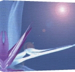Erin Rafferty art print - Flare poster