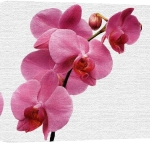 Erin Rafferty art print - Flower Focus I poster