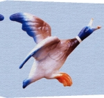 Erin Rafferty art print - Flying Duck 1 poster