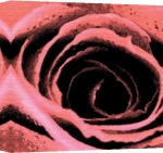 Erin Rafferty art print - Fresco Roses poster