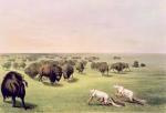 George Catlin art print