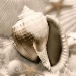 Geissler art print