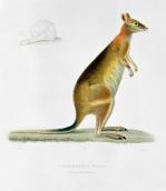 Pancrace Bessa art print
