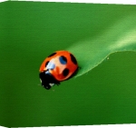 Erin Rafferty art print - Ladybird poster