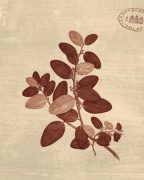 Scaletta art print