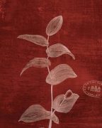 Scaletta art print