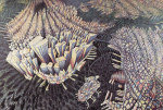 Charlotte Johnson Wahl art print