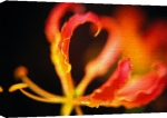 Erin Rafferty art print - Orchid I poster