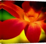 Erin Rafferty art print - Orchid II poster