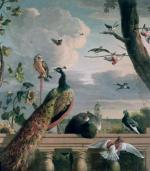 Melchior De Hondecoeter art print
