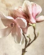 Geissler art print