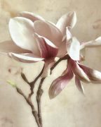 Geissler art print