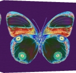 Erin Rafferty art print - Purple Butterfly poster