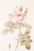 Pierre Joseph Celestin Redout� art print