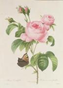 Pierre Joseph Celestin Redout� art print