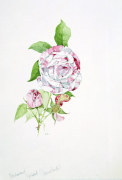 Sarah Creswell art print