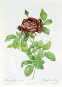 Pierre Joseph Celestin Redout� art print