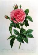 Pierre Joseph Celestin Redout� art print