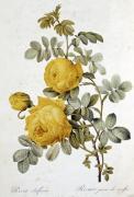 Pierre Joseph Celestin Redout� art print